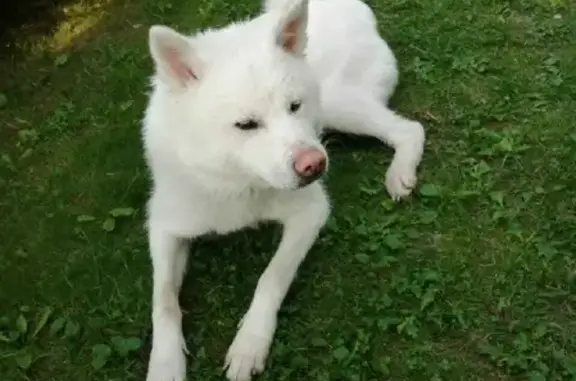 Пропала собака в Ворыпаево, Воскресенского района МО