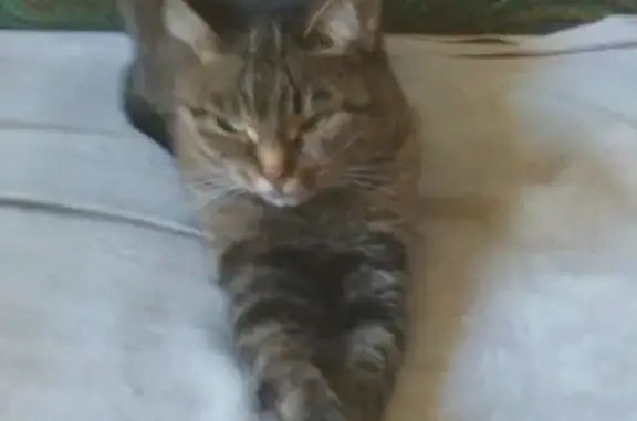 Кошки потеряшки, Киров, фото: Потеряшка кошка на Менделеева 11 в Кирове