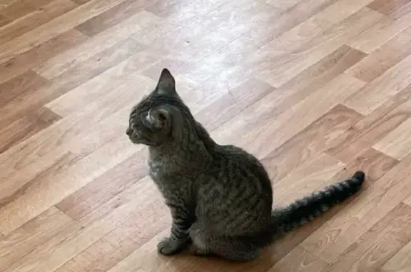 Найдена кошка на Гурзуфской, 48 в Екатеринбурге