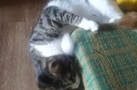 Кошки потеряшки, Новосибирск, фото: Потеряшка кошка на Русской, 25