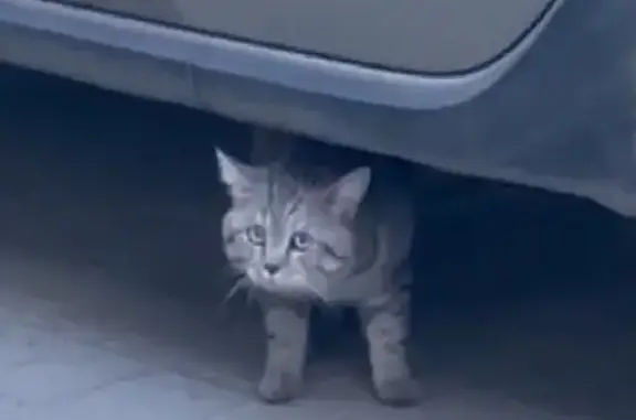 Кошки потеряшки, Казань, фото: Потеряшка кошка Малыш на ул. Дуслар, Казань