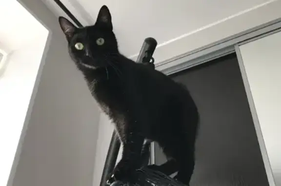 Кошки потеряшки, Санкт-Петербург, фото: Потеряшка кошка Розочка на пр. Тореза 21 (СПб)