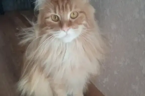 Кошки потеряшки, Новосибирск, фото: Потеряшка кошка Дина на ул. Ватутина, 75, Новосибирск.