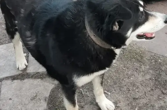 Пропала собака на улице Ильича