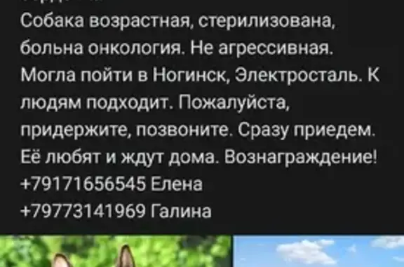 Пропала собака с адресником в виде сердечка в Пушкино