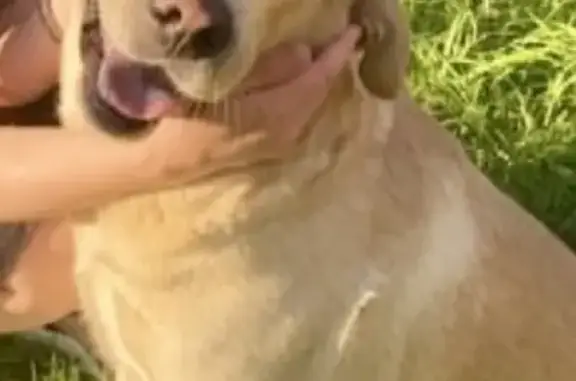 Потерянные животные Нижний Новгород, фото: Пропала собака на ул. Лермонтова, Н.Новгород, золотой Лабрадор.