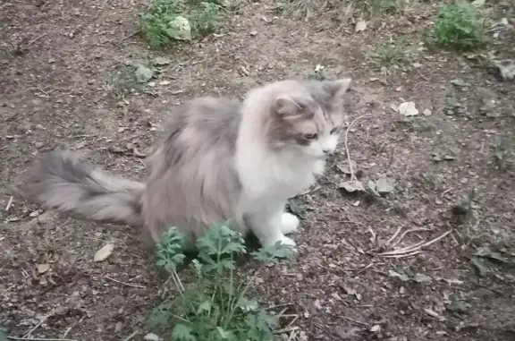 Потерянная домашняя кошка ищет новый дом на пр. Ленина, Волжский