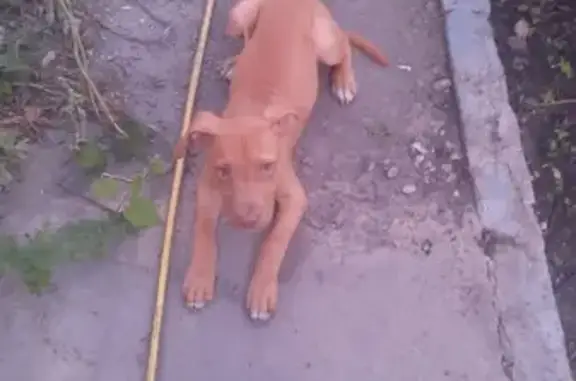 Потерянные животные Липецк, фото: Пропал питбуль Рой на Санитарной, Липецк