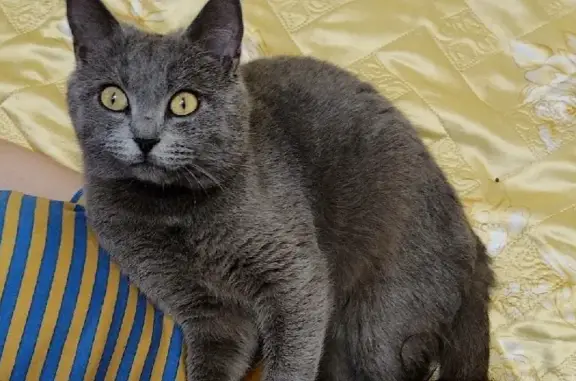 Кошки потеряшки, Спасское, фото: Потеряшка кошка Маркиз, Большая Кустарная ул. 2А, Спасское