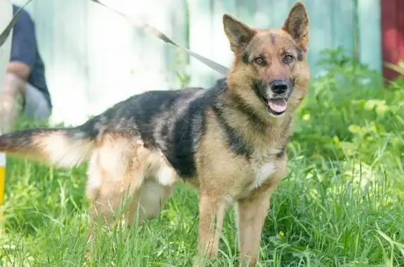 Найдена собака метис немецкой овчарки в Заокском районе, Тульской области