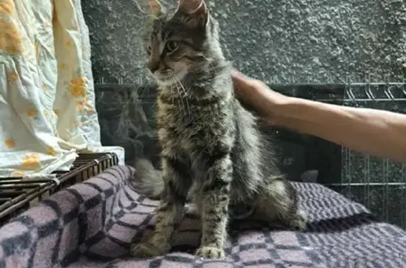 Стерильная кошка МАНЯ ищет дом в Краснодаре