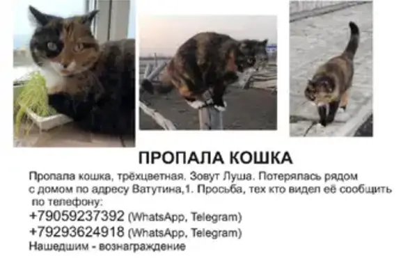Кошки потеряшки, Омск, фото: Потеряшка кошка на улице Ватутина, Омск