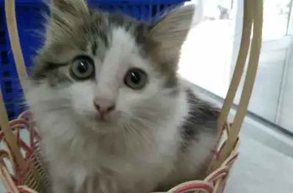 Найдена нежная кошка в Твери ищет дом