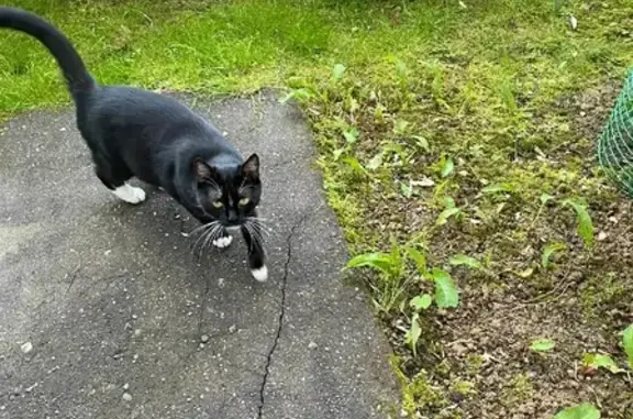 Найдена кошка, Москва, фото: Найдена кошка на Ленинском проспекте, д.123к4