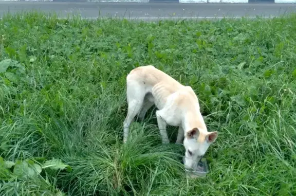 Найденные животные Лобня, фото: Собака на Авиационной улице, Лобня