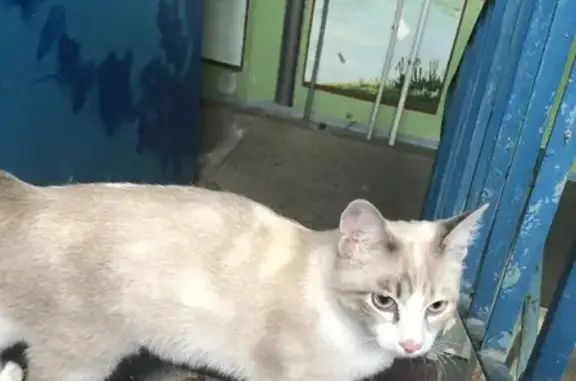 Найдена кошка на Вятской улице, Ростов-на-Дону