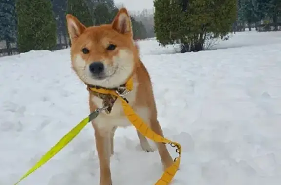 Собаки потеряшки, Санкт-Петербург, фото: Потеряшка собака Акира на Аптекарском проспекте