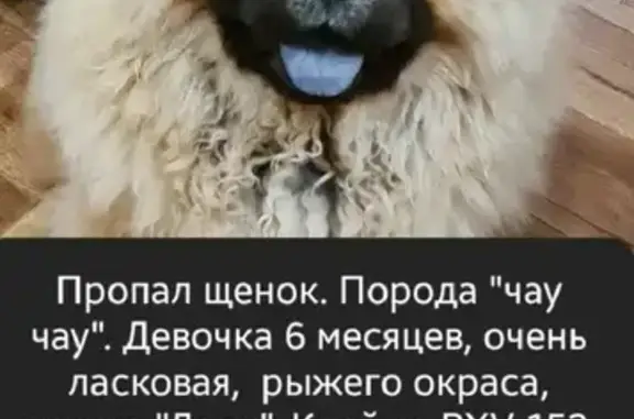 Пропала собака породы Чау-Чау в Дрокино, Красноярский край