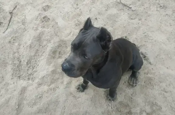 Найдена собака, Омск, фото: Собака найдена на улице Правый Берег Иртыша, 178 в Омске