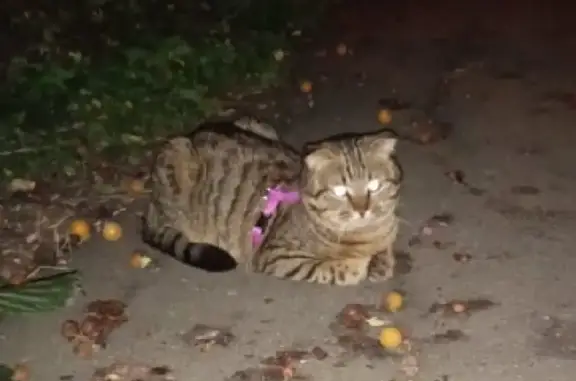 Пропала кошка на Виноградной, нашли с розовой шлейкой