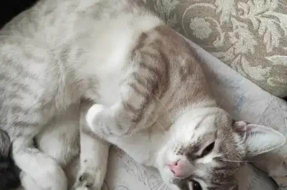 Кошки потеряшки, Новосибирск, фото: Потеряшка кот на Морском пр-те 21, Новосибирск