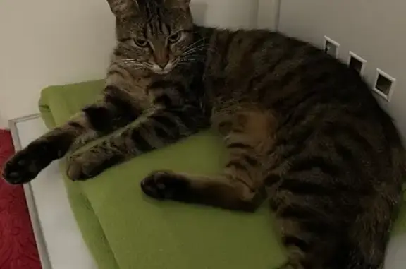 Найден кот в Краснодаре, ул. Ген. Шифрина 1