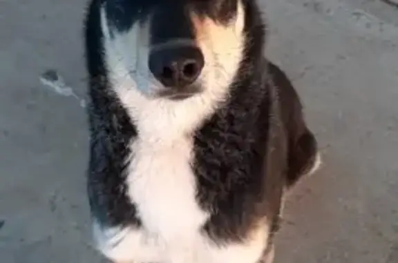 Пропала собака Юми в Московской области
