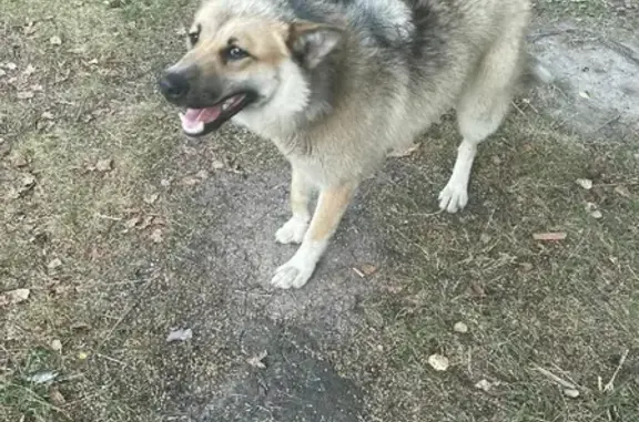 Найдена собака в Зелёном, Ногинского района