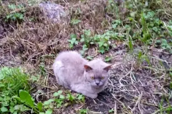 Найдена серая кошка на улице Невельского, Владивосток