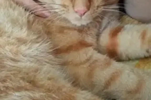 Найден домашний рыжий кот в Ангарске
