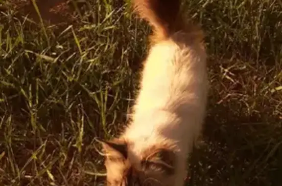 Пропала кошка Пуж на Набережной