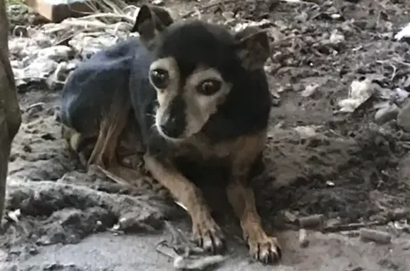 Найдена породистая собака без хвоста в Иркутске на ул. МОПРа, 3