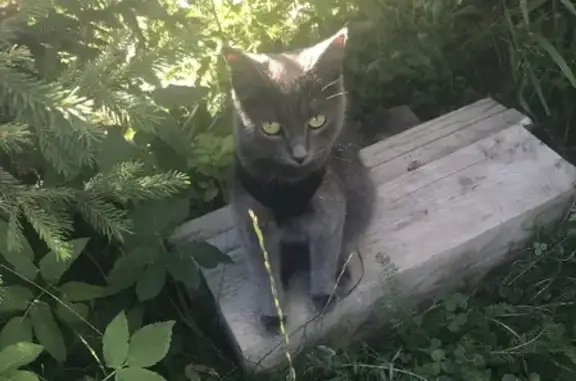 Пропала кошка Веста в Ленинградской области