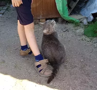 Найдена пепельная кошка с ошейником на Кольцевой улице, Калининград