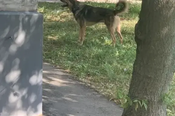 Найдена собака на улице Милашенкова, 9 к2 с1, Москва.