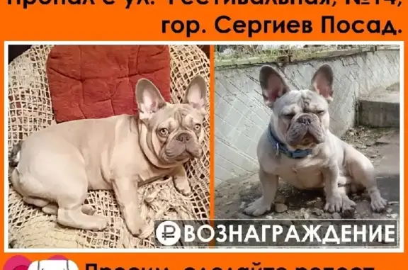 Пропала собака на Фестивальной улице, Сергиев Посад.