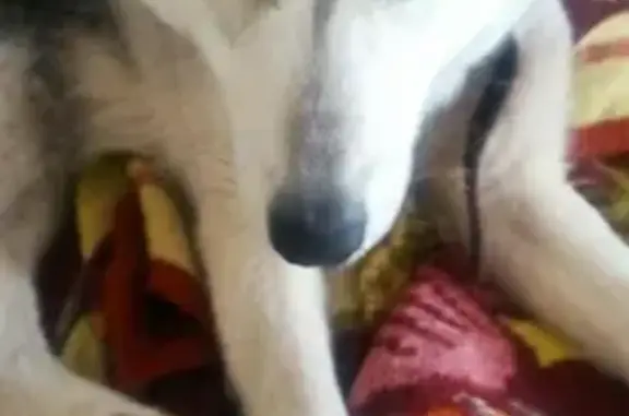 Пропала собака в Уфе, серо-белого окраса