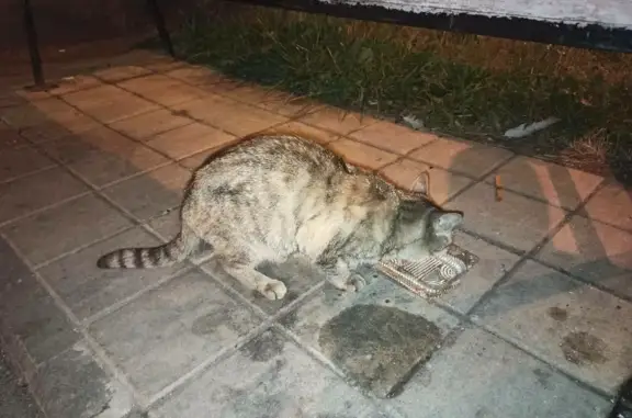 Найдена кошка на Бескудниковском бульваре, 13