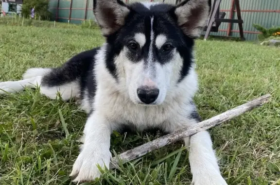 Найдена собака, Меленки, фото: Найден метис хаски с ошейником в Меленках