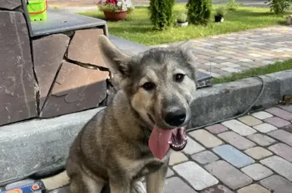 Найден щенок с ошейником на ул. Еловая, 2, Кемерово