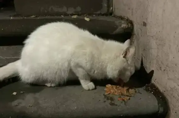 Найдена кошка на Ошарской, Нижний Новгород