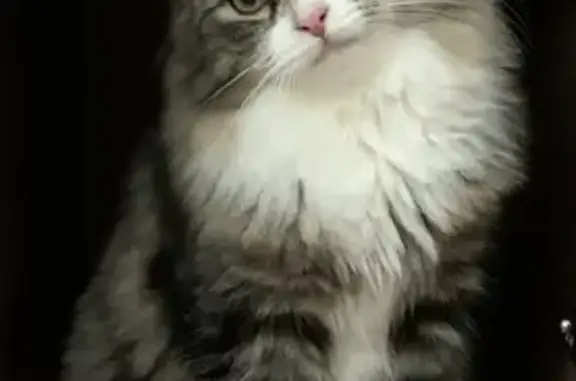 Пропала кошка Филя в Московской области