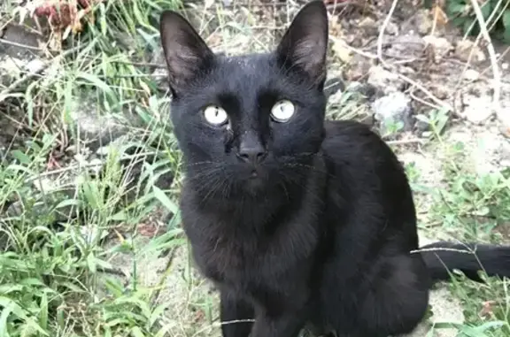 Найдена кошка на Хопёрском переулке, Ростов-на-Дону