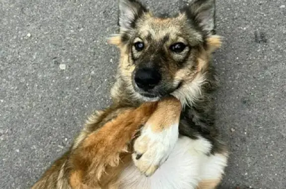Найдена собака в деревне Красные Орлы, МО - 46Н-12458, Крюково