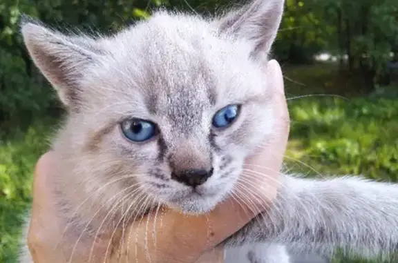 Найдена кошка на улице Жулябина, Электросталь