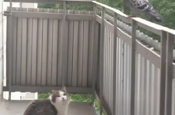 Кошки потеряшки, Новосибирск, фото: Потеряшка старенький кот на улице Ильича, 21 в Новосибирске.