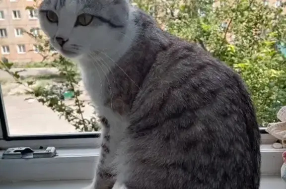 Найден домашний кот на Новой улице, 18 в Красноярске
