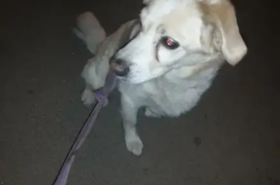 Найден пёс на улице Ровио, 6 в Петрозаводске.