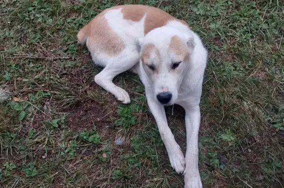 Собака породы Алабай на кемпинге 761 км Чуйского тракта.