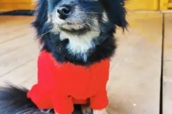 Собаки потеряшки, Томск, фото: Потеряшка собака на пр. Мира, Томск - ЧИХУАХУА, черная, с белой грудкой.